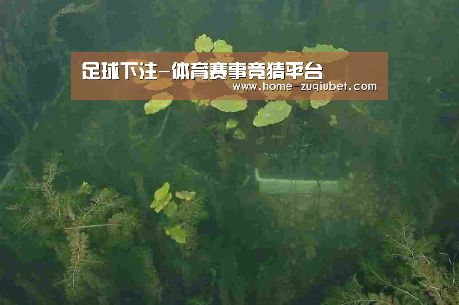 案例展示三